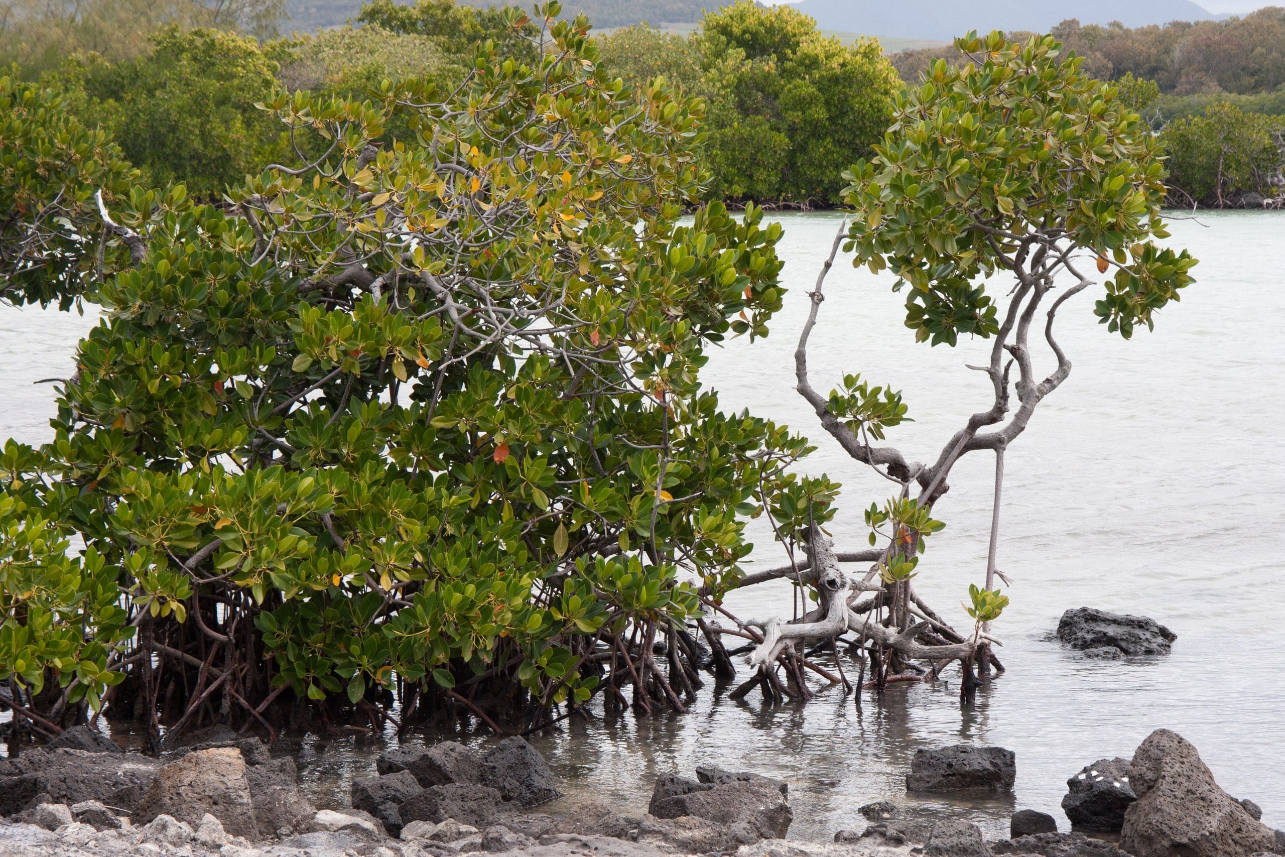 LIAMUD Mauritius island 6263