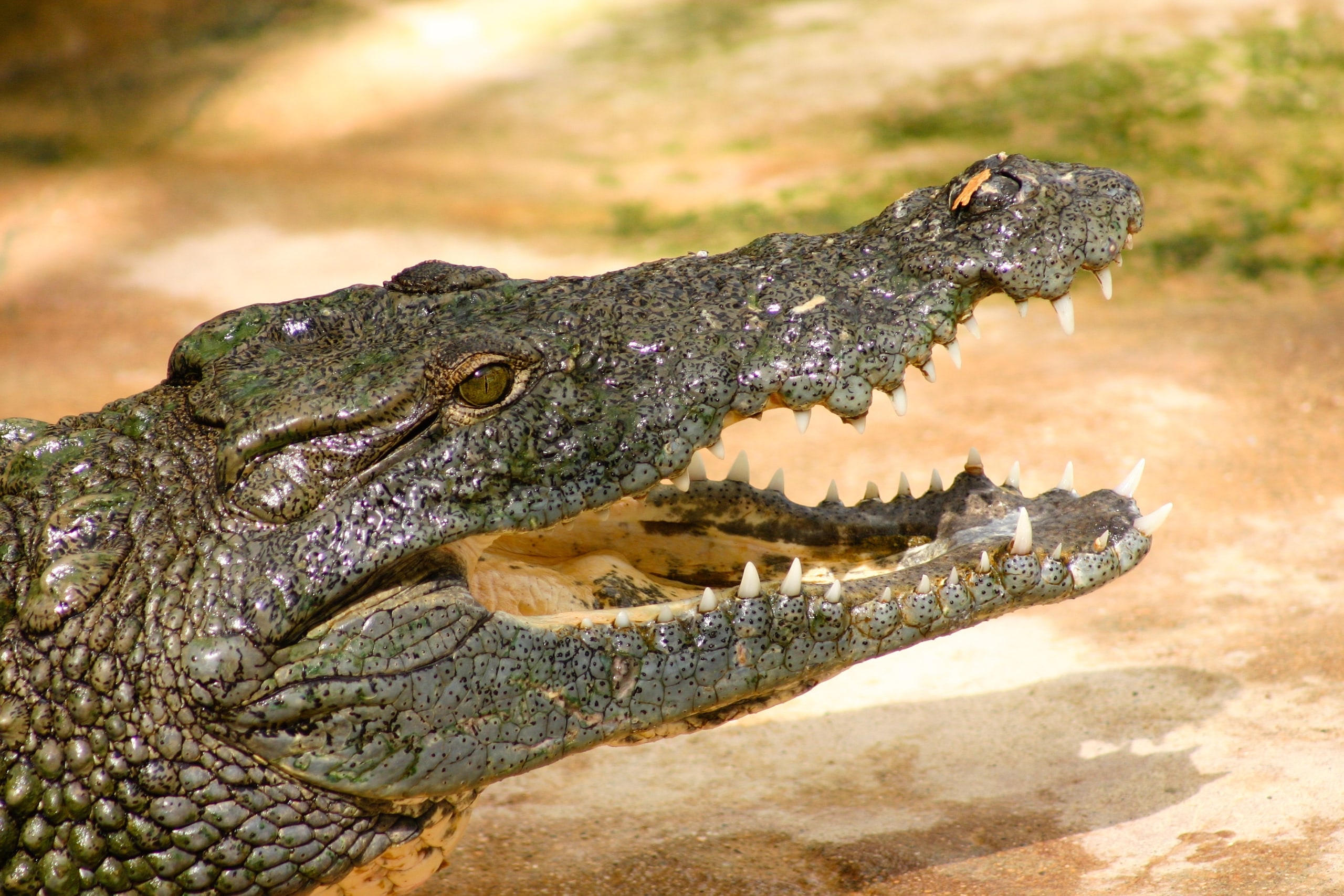 LIAMUD Crocodile 5658